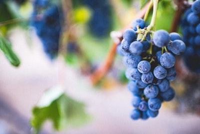 The purple grape fruit selectively focus on photography
